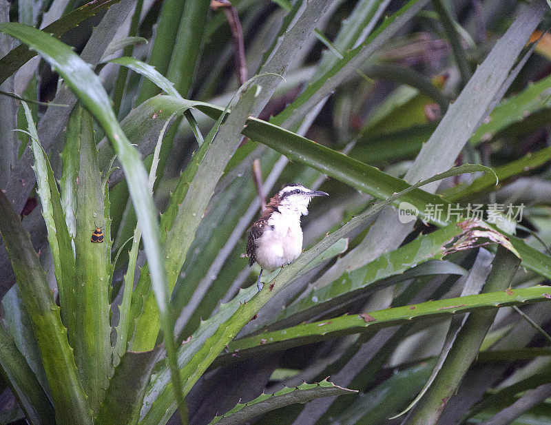 Rufous=支持Wren, Humo港，哥斯达黎加